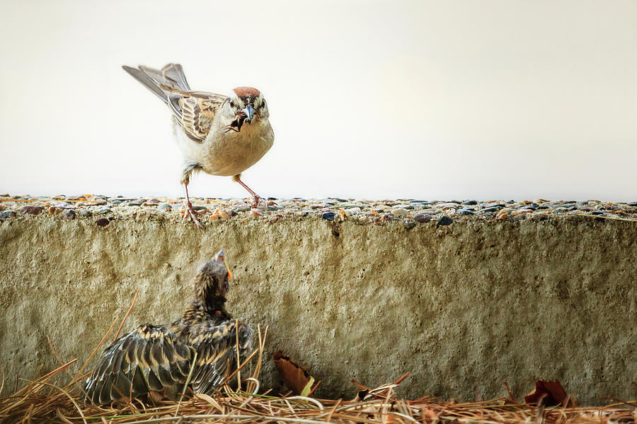 Story of the Baby Chipping Sparrow 9 of 10 Photograph by Joni Eskridge