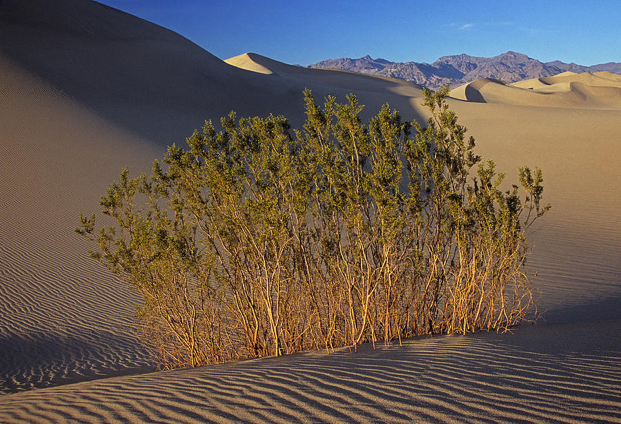 Stovepipe Wells Dunes Photograph by Doug Davidson