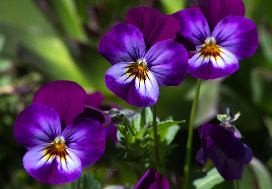 Stowaway Pansies-Natural Photograph by Jeanette C Landstrom