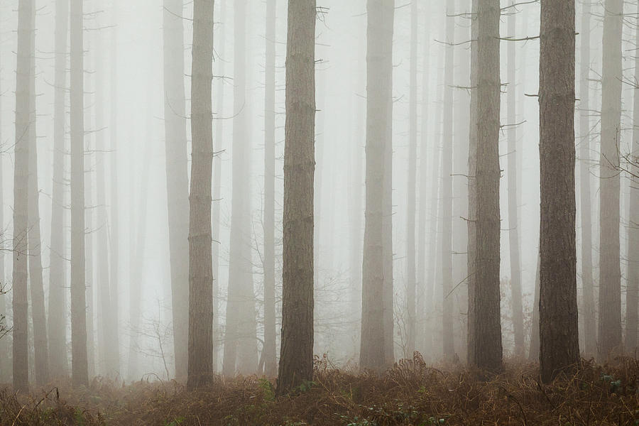 Straight and Tall Photograph by Chris Dale | Fine Art America