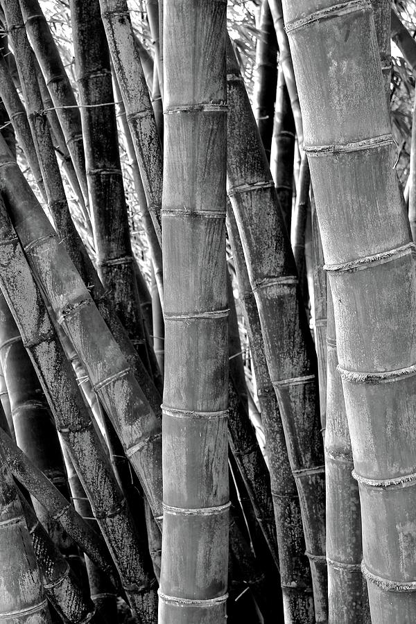 The Straight Cane Bamboo Photograph by Kimberly Reeves - Fine Art America