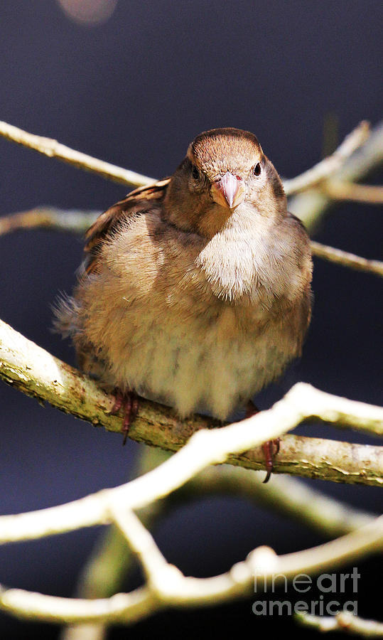 Straight on Sparrow Photograph by Jennifer Robin