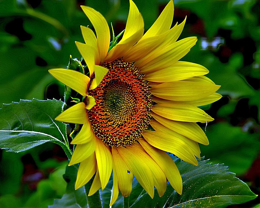 Straight Up Sunflower Photograph by Karen McKenzie McAdoo