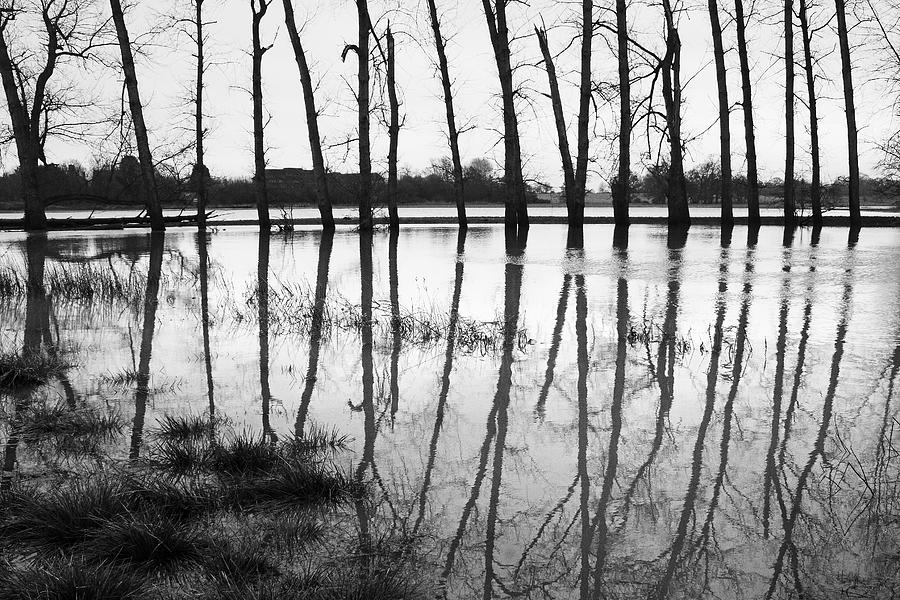 Stranded Trees II Photograph by Hazy Apple