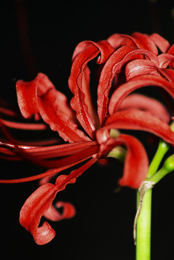 Strange Red Flower Photograph by Karen Musick