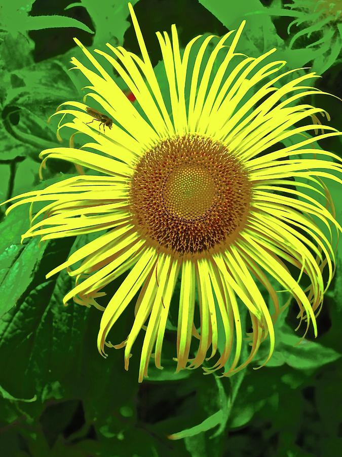 Strange Sunflower Photograph by Stephanie Moore