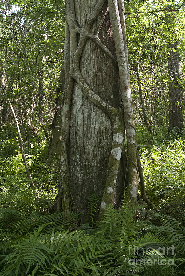 Strangler Fig And Cypress Tree, Florida Photograph by Scott Camazine