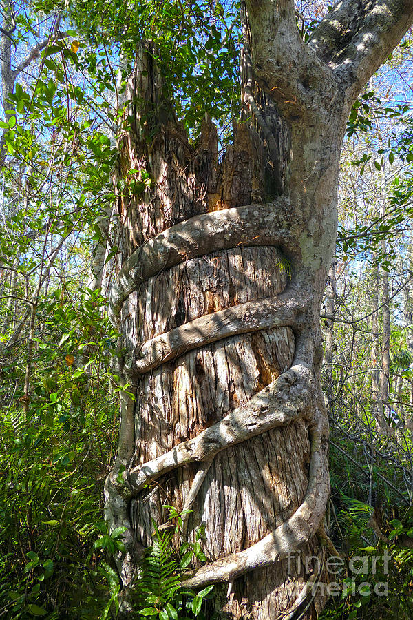 Strangler Fig, Big Cypress Swamp Photograph by Catherine Sherman