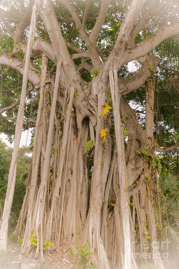 Strangler fig Photograph by Claudia M Photography