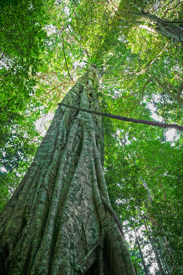 Strangler Fig Photograph by Paul Whitton - Fine Art America