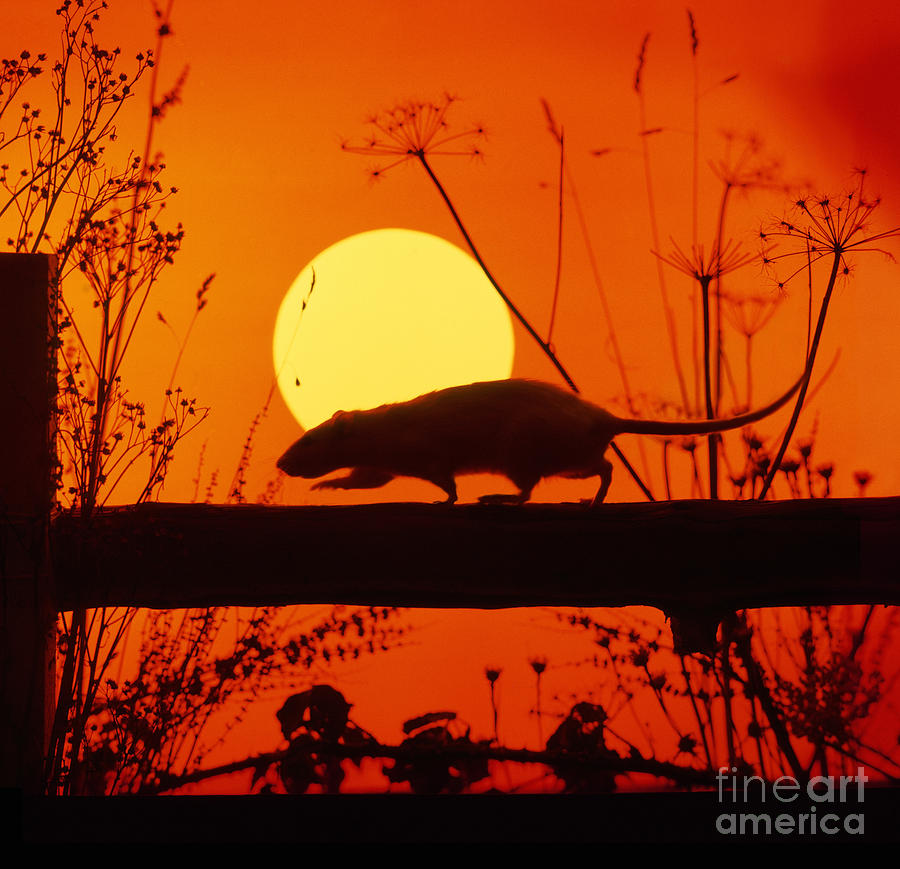 Stranglers Rattus Norvegicus Rat Photograph by Warren Photographic