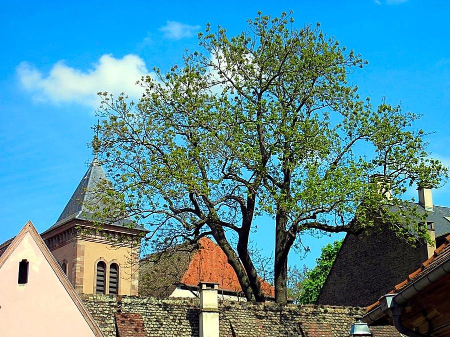 Strasbourg Roof Tops Photograph by Betty Buller Whitehead