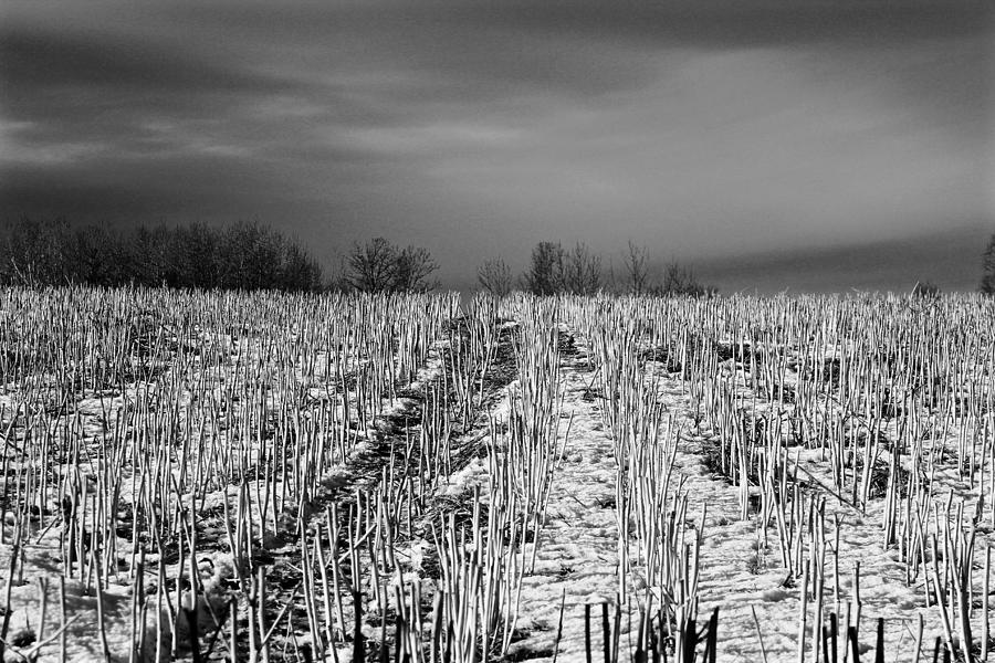 Straw fields Photograph by Brian Sereda