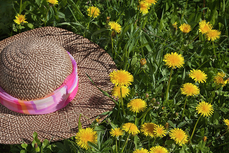 Straw Hat in a Field of Dandelions Photograph by C VandenBerg
