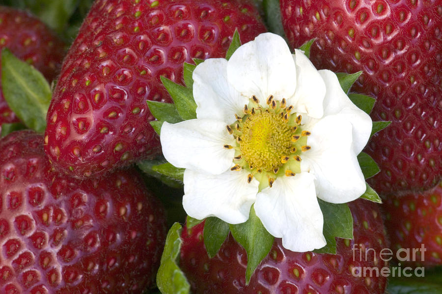 Strawberries & Flower Photograph by Inga Spence