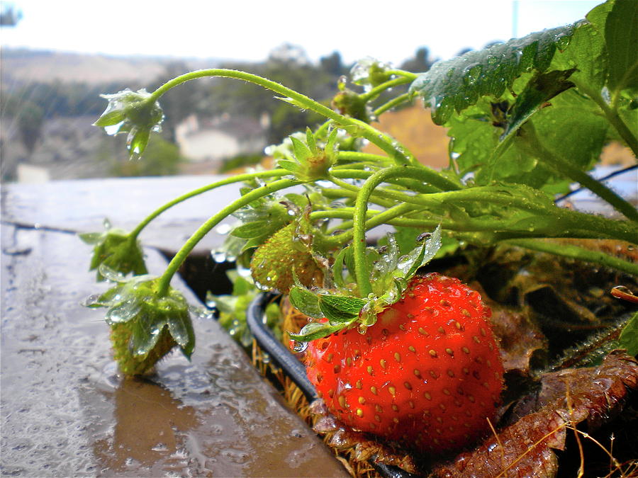 Strawberries and Rain Photograph by Bridgette Gomes