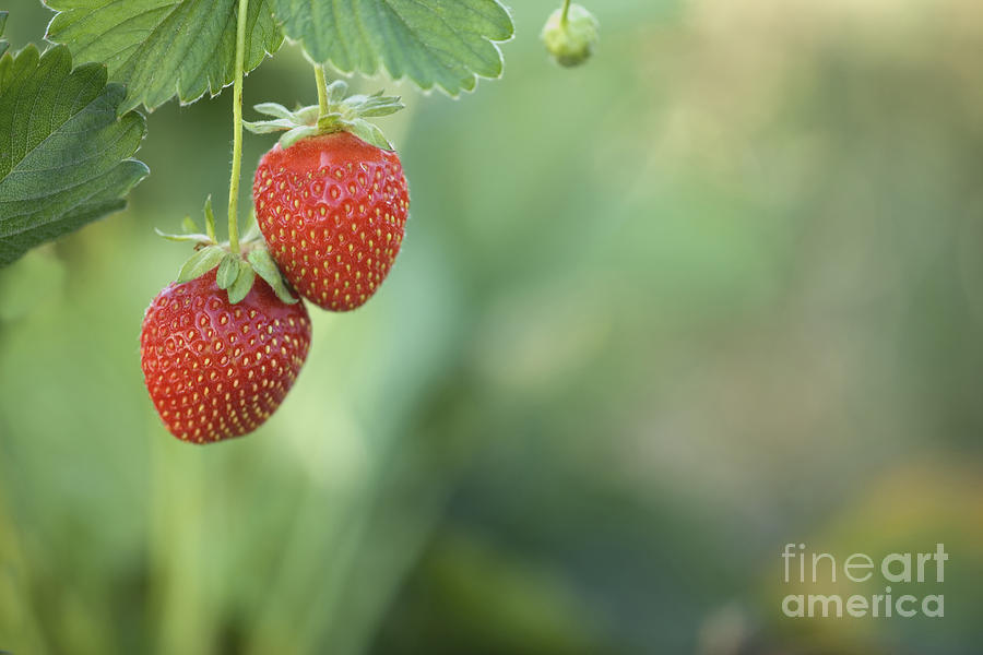Strawberries Hanging Photograph by Inga Spence