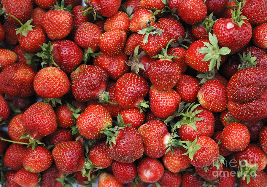 Strawberries Photograph by Helmut Meyer zur Capellen