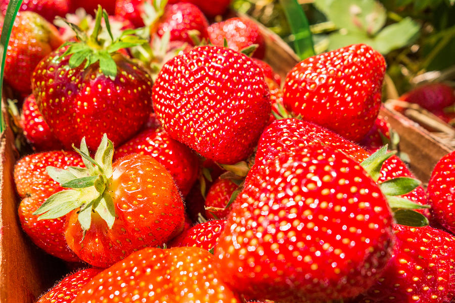 Strawberries In Natural Background Photograph by Alex Grichenko