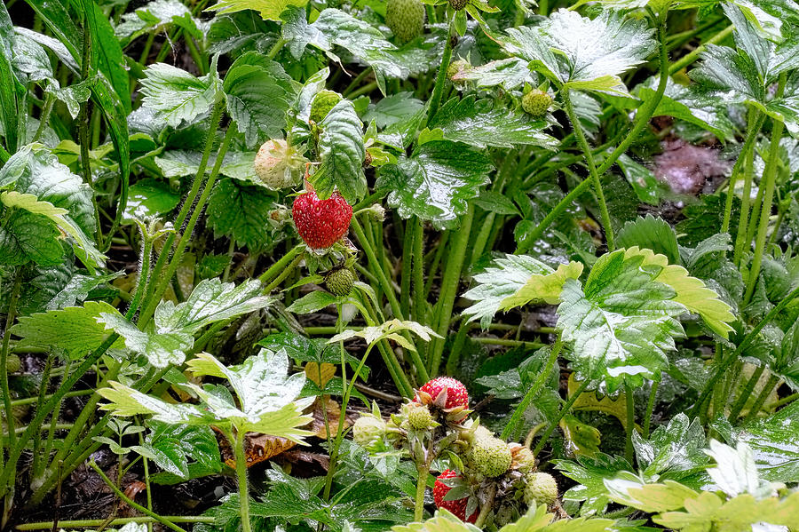 Strawberries in rain Photograph by Leif Sohlman
