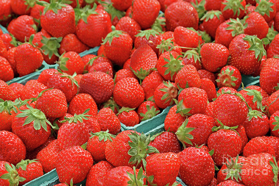 jersey strawberries