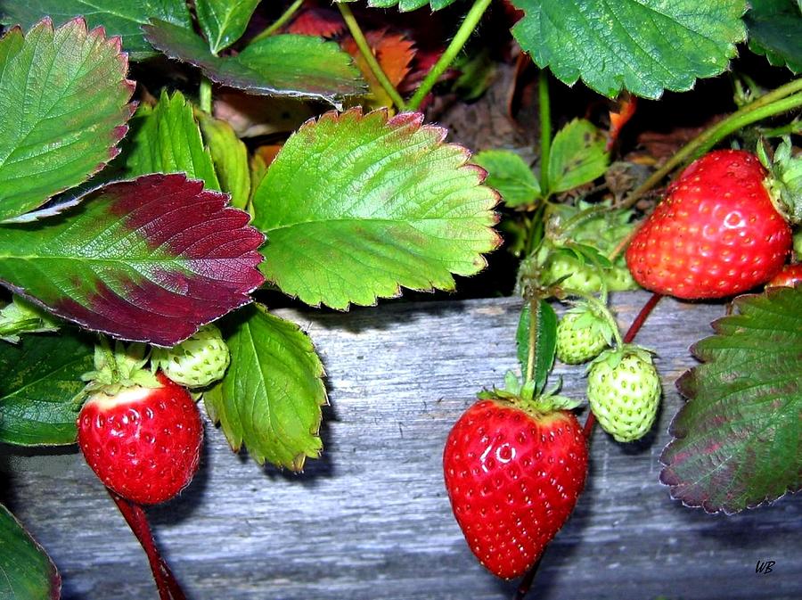 Strawberries Photograph by Will Borden