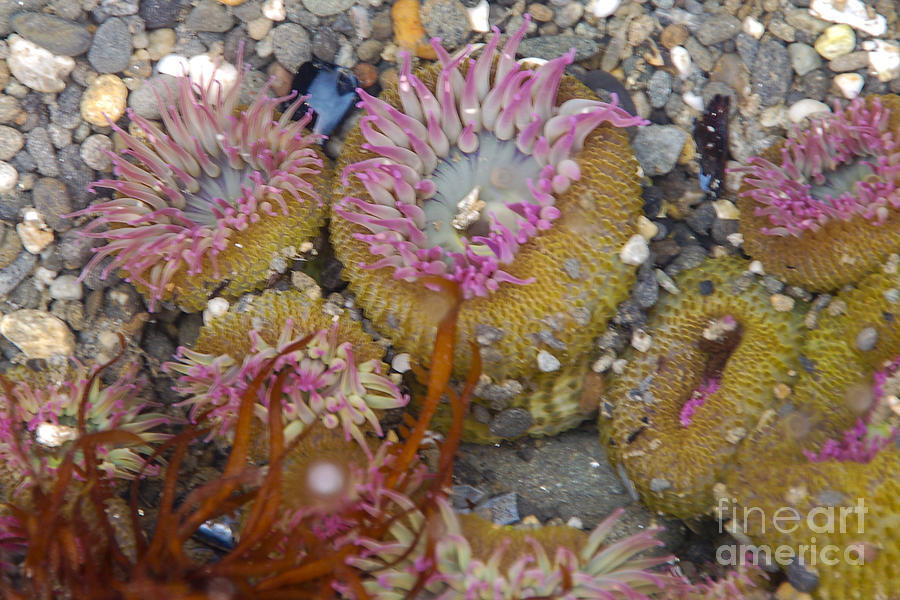 Strawberry Anemonies Photograph by Chuck Flewelling