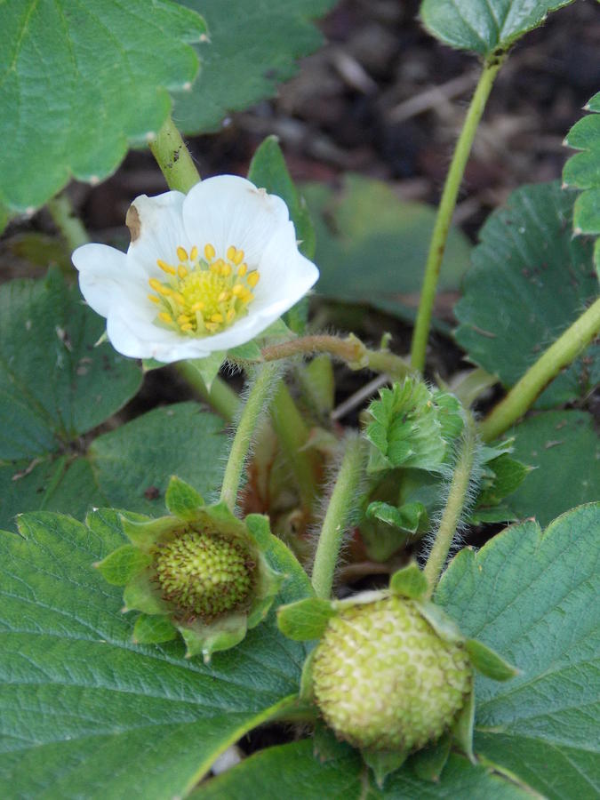 Strawberry Bloom And Baby Berries Photograph by Virginia White