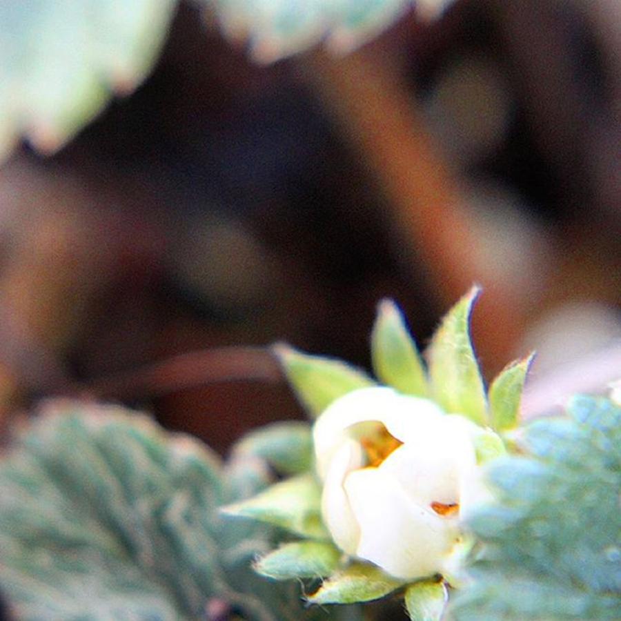 Strawberry Blossom In Winter. I Am Photograph by Yvonne Thomas