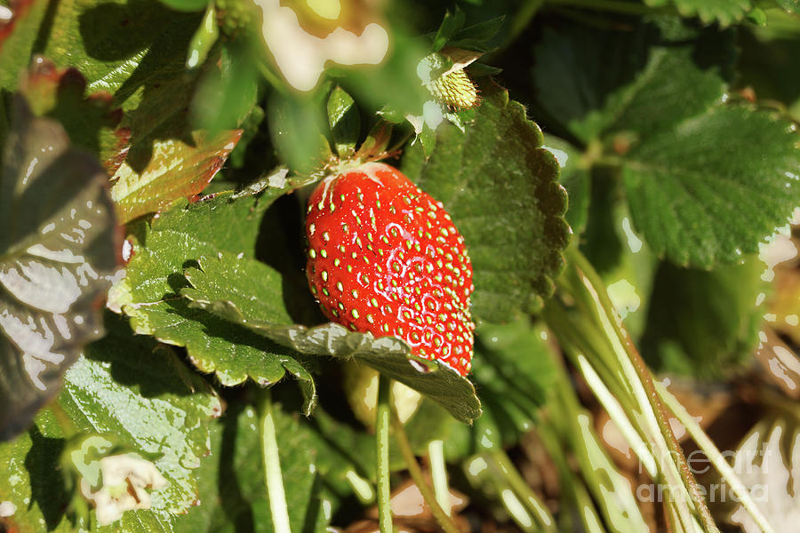 Strawberry Photograph by Cassandra Buckley