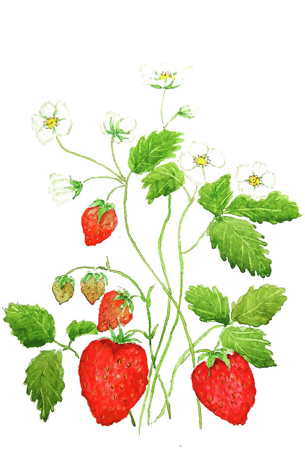 Watercolor Painting - Strawberry  by Color Color