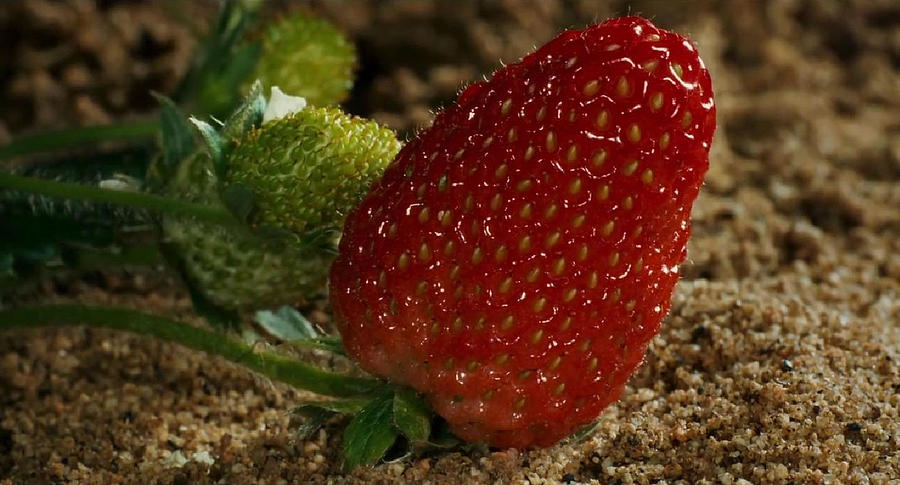 Strawberry Photograph by Digital Art Cafe