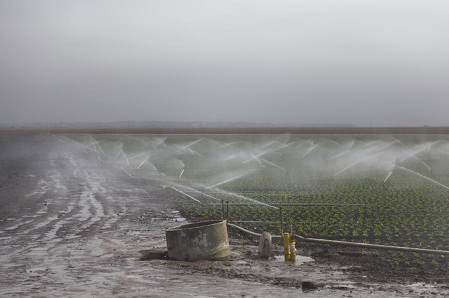 Strawberry Field is Crying Photograph by Viktor Savchenko