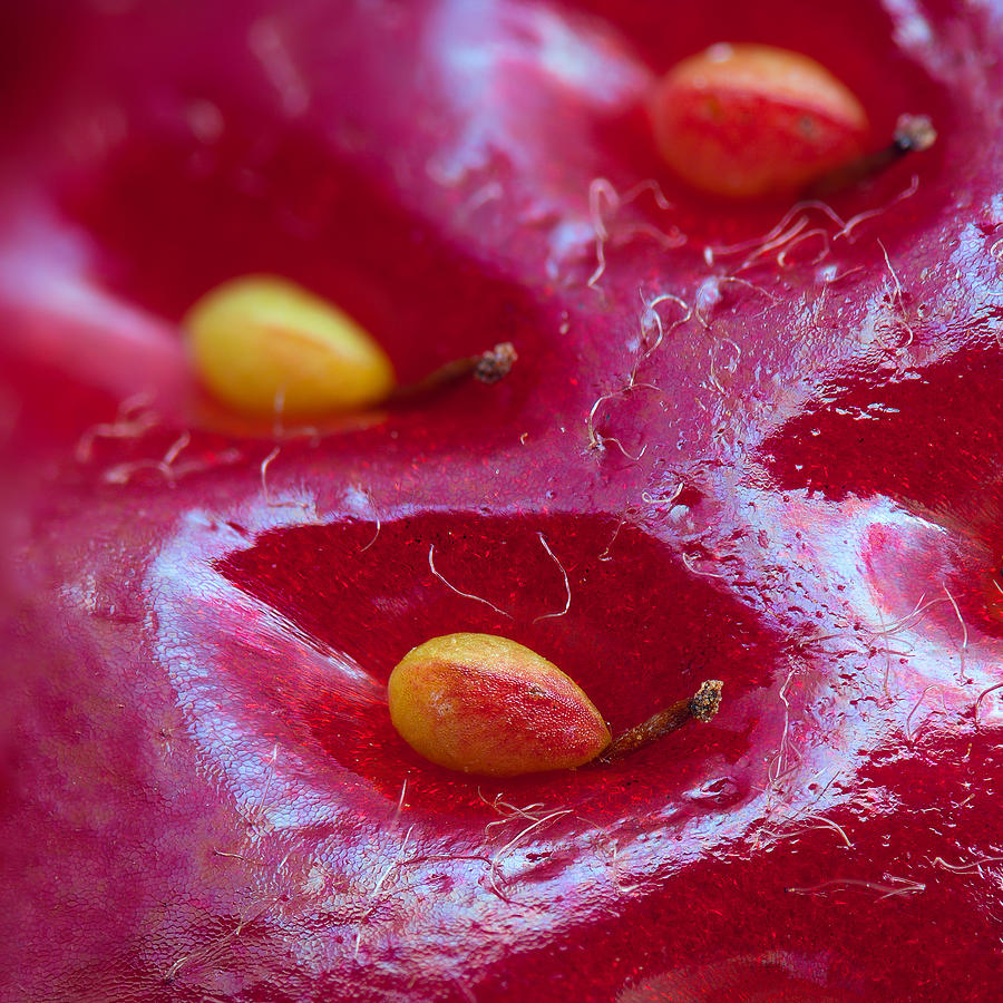 Nature Photograph - Strawberry fields by Alexey Kljatov
