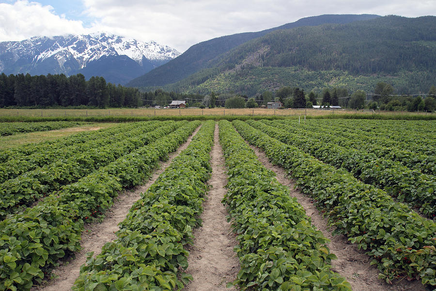 Strawberry fields forever Pemberton B.C Canada Photograph by Pierre Leclerc Photography