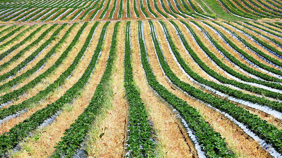 Field of Strawberries Photograph by Nicholas Blackwell