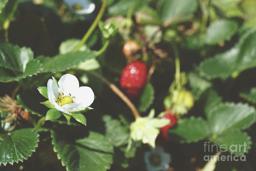 Strawberry Flower Photograph by Cassandra Buckley