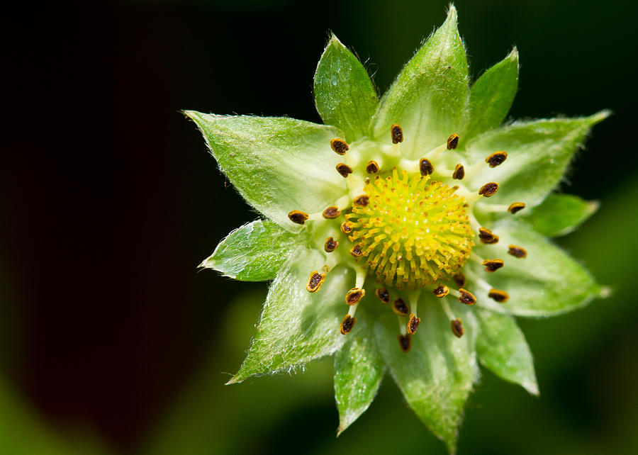 Strawberry Flower Photograph by Edward Myers