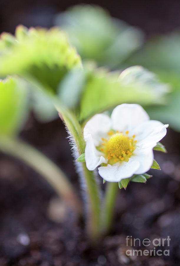 Strawberry flower Photograph by Kati Finell