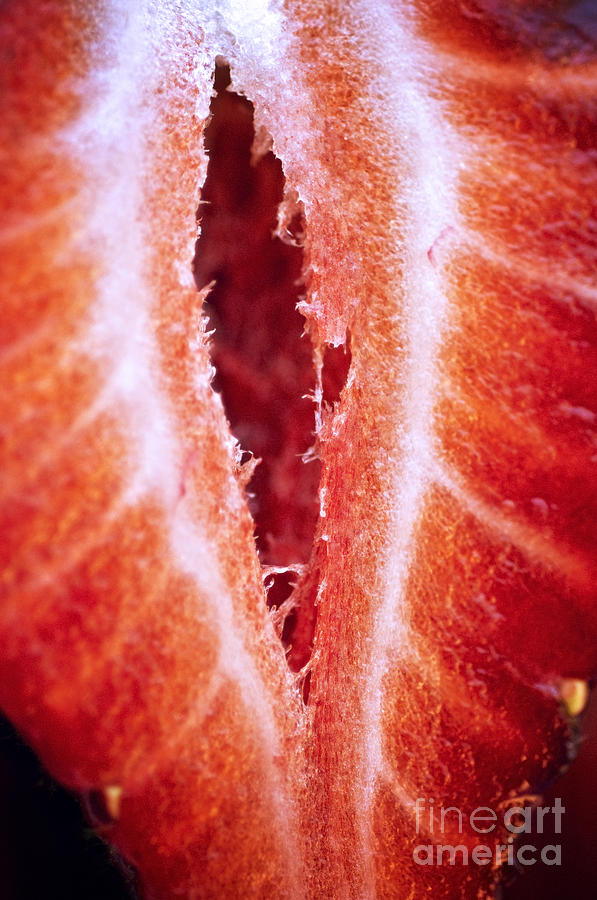 Strawberry Half Photograph by Ray Laskowitz - Printscapes