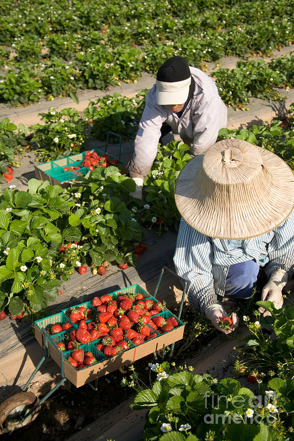 Strawberry Harvest Photograph by Inga Spence