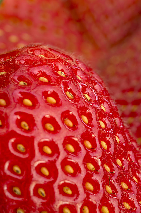 Strawberry I Photograph by Paulo Goncalves