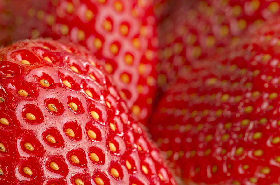 Strawberry II Photograph by Paulo Goncalves