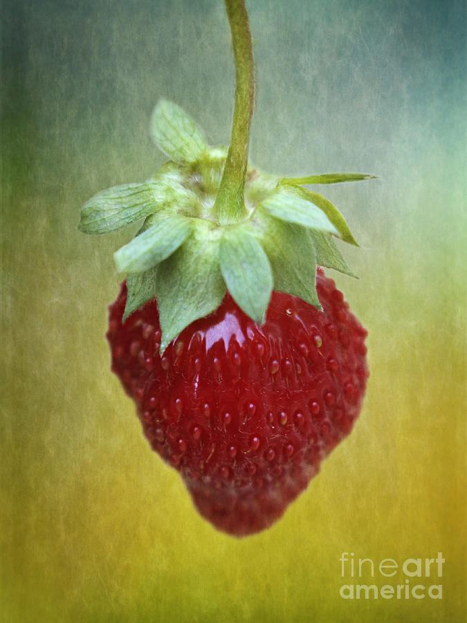 Summer Photograph - Strawberry by Inge Riis McDonald