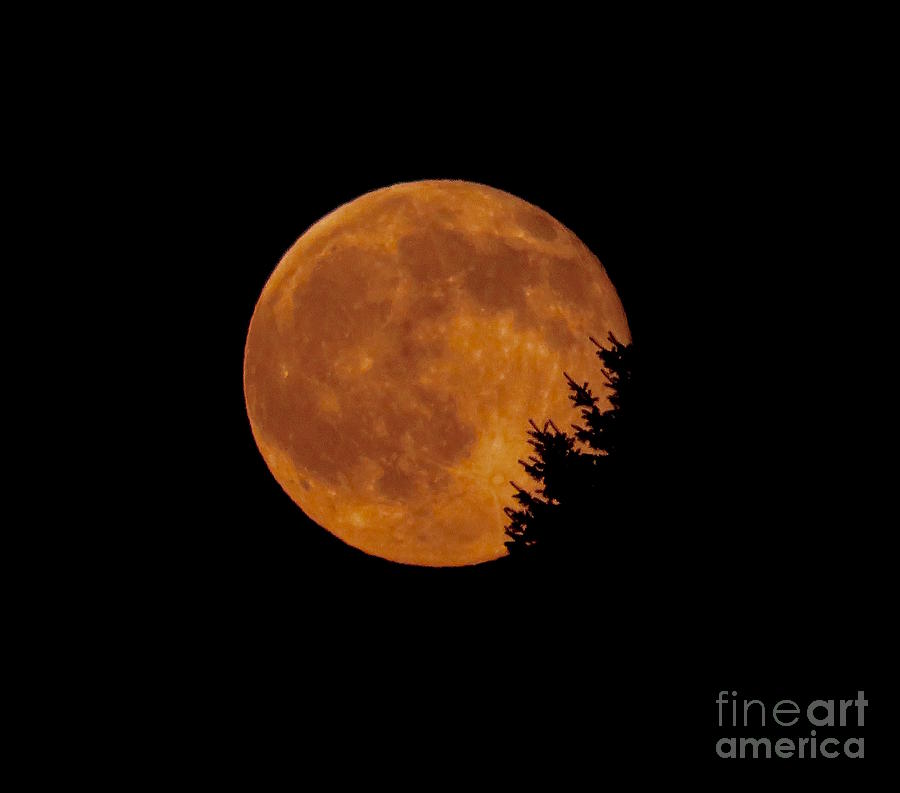 Strawberry Moon Fringed by Tree Photograph by Beth Myer Photography