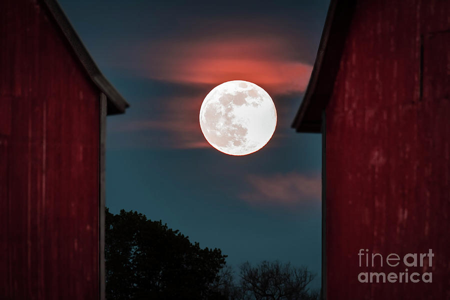 Strawberry Moon Photograph by Joann Long
