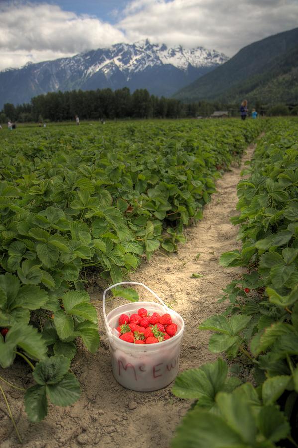 Strawberry picking Pemberton B.C Canada Photograph by Pierre Leclerc Photography