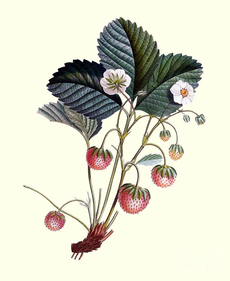 Strawberry Plant Painting by MotionAge Designs