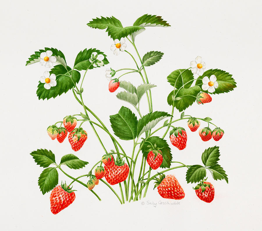 Strawberry plant Painting by Sally Crosthwaite