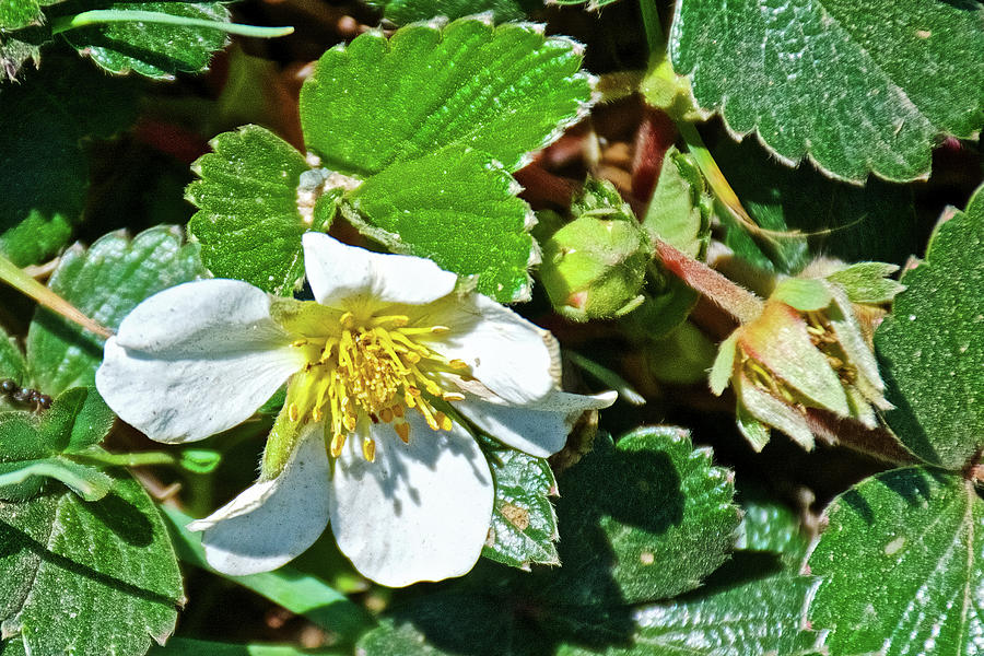 Strawberry Plants in Point Reyes National Seashore, California  Photograph by Ruth Hager